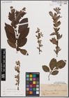 Foto von Salix caprea L. x Salix silesiaca Willd.